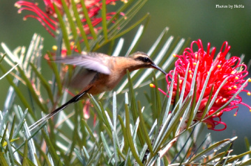 Phaethornis prestei