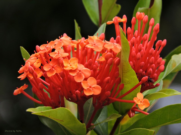 Ixora coccinea