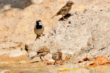 bathing day .. :)))