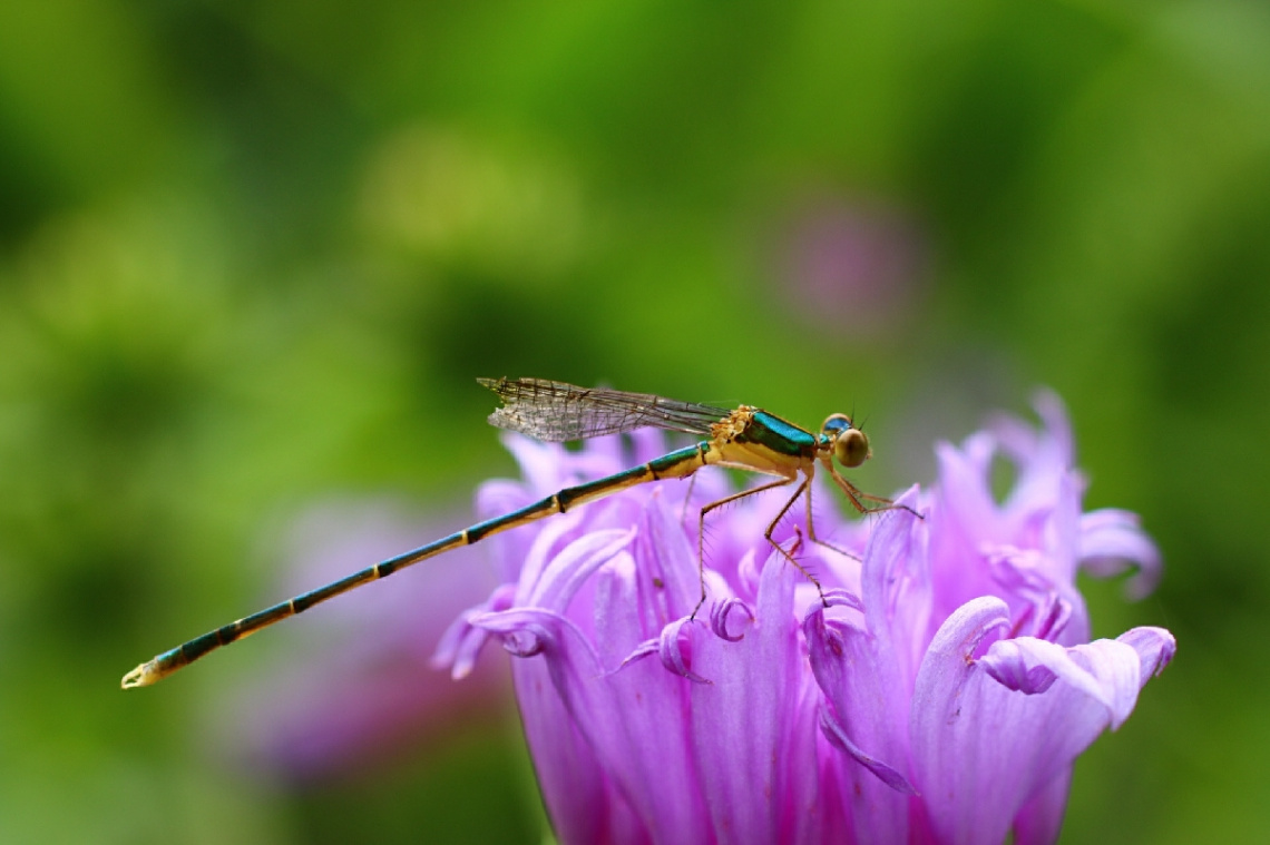 Wings broken dragonfly