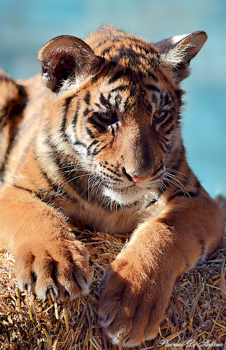 Little Tiger