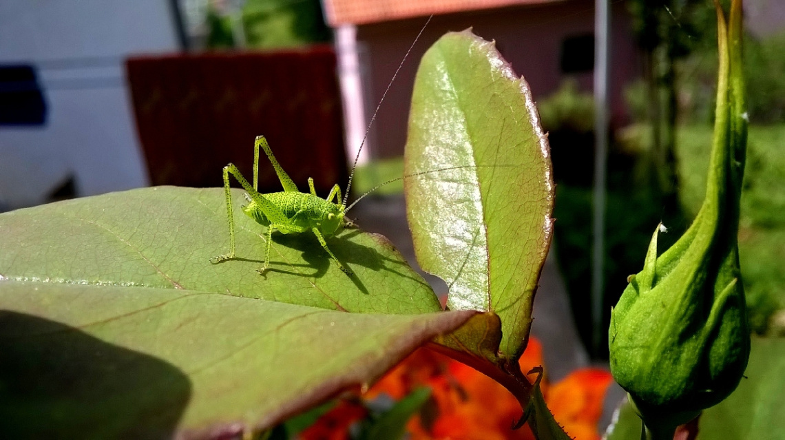 Locust