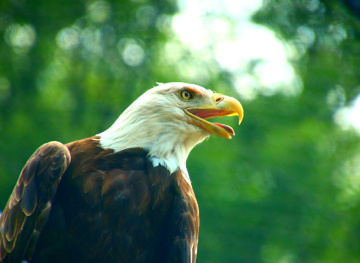 Eagle