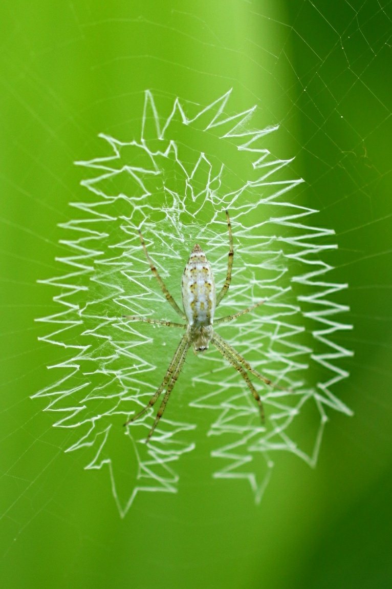 spider's net