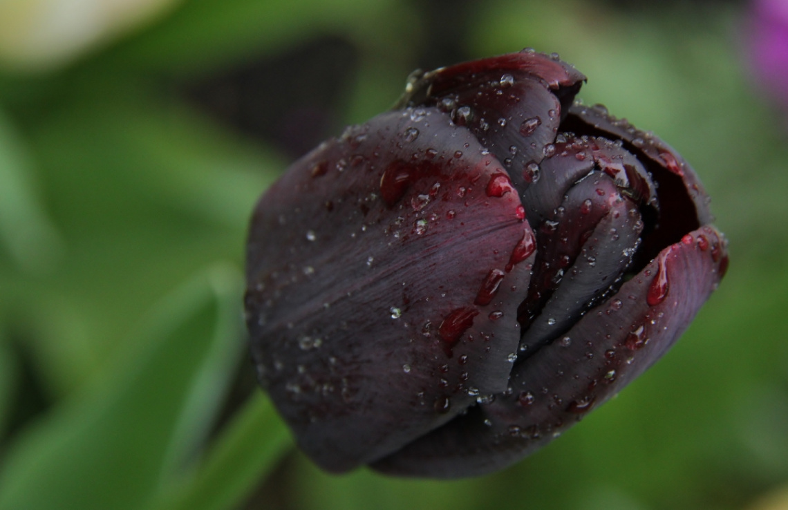 Just A Tulip...
