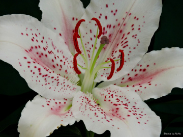 Delicate...