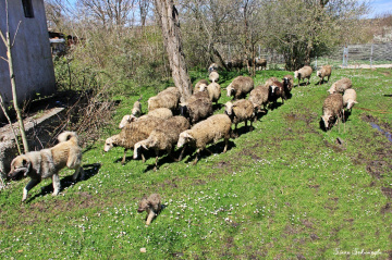 çoban köpek