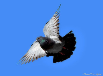 Wings beauty