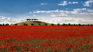 Poppy Time