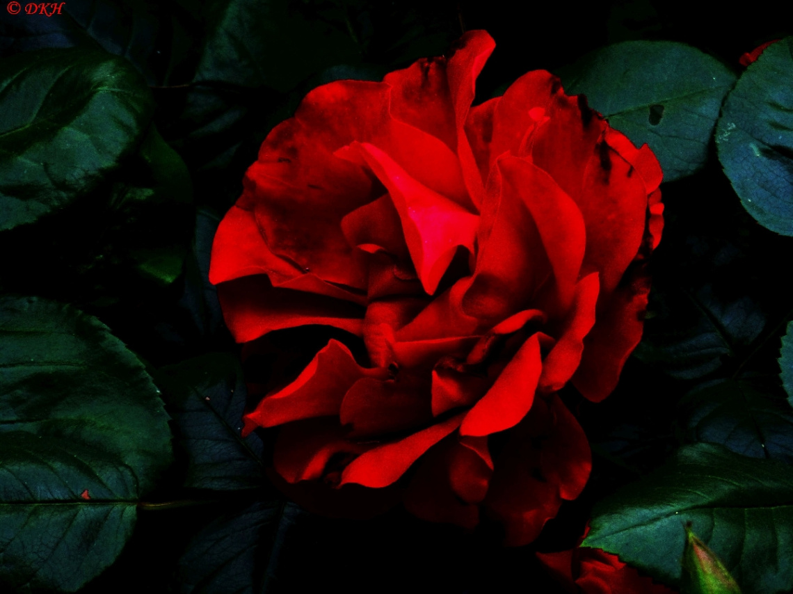 My favourite colour