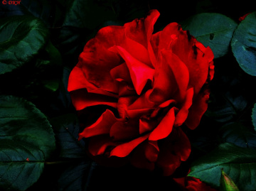 My favourite colour