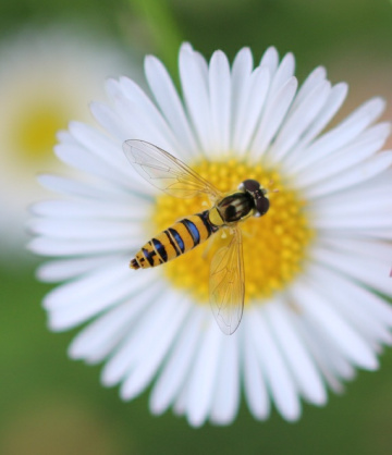 Yellow and lightblue