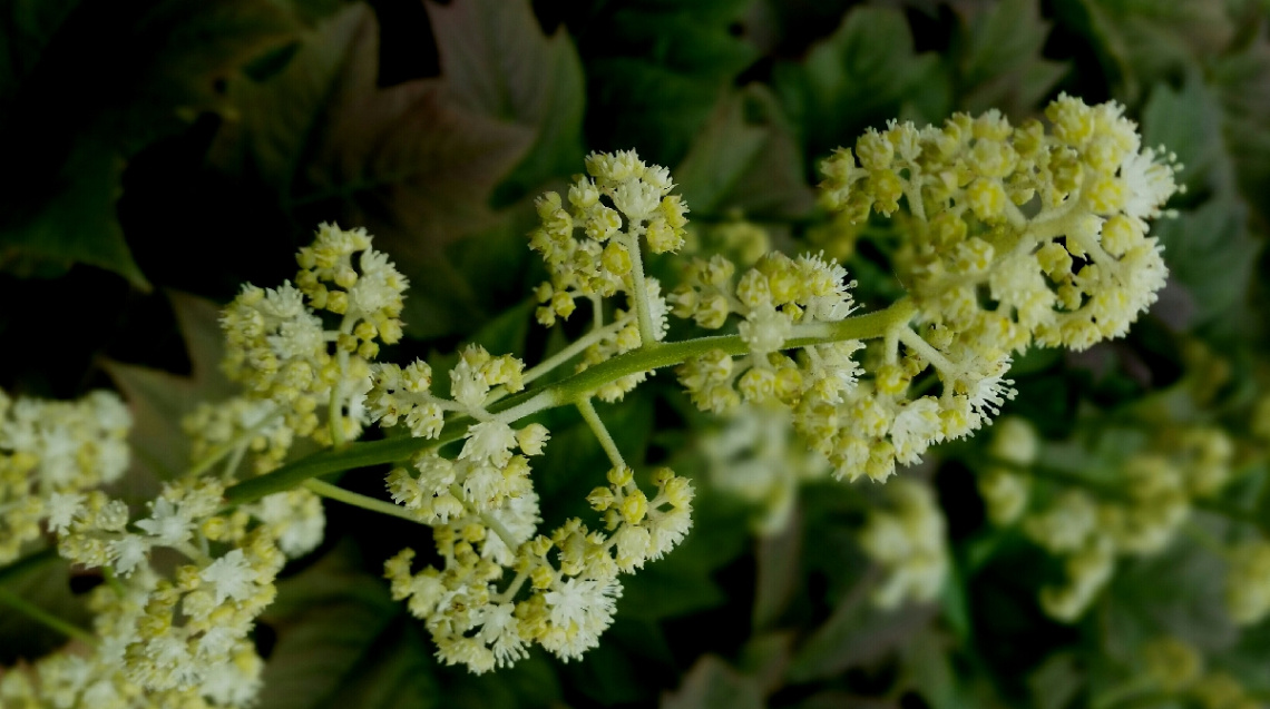 Blooming