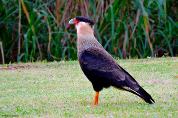 Falcon Caracara plancus