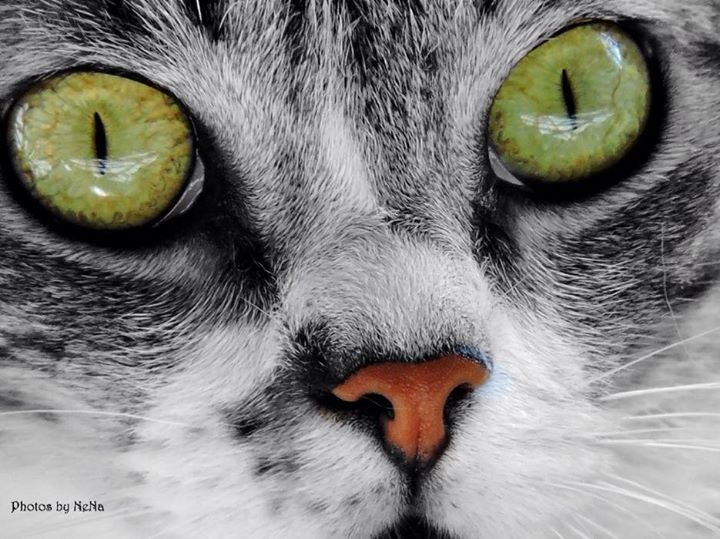 Eyes