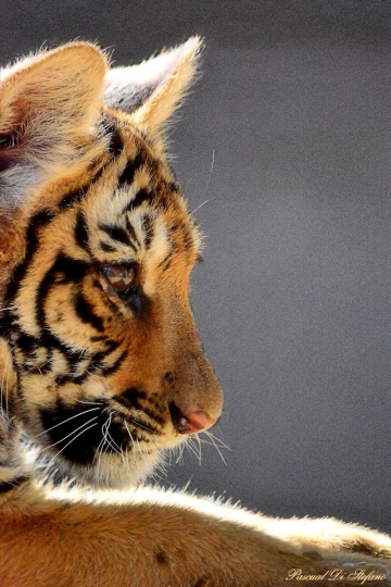 Little Tiger II
