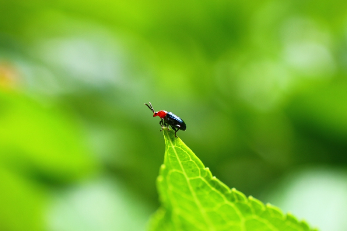 Tip of the leaf