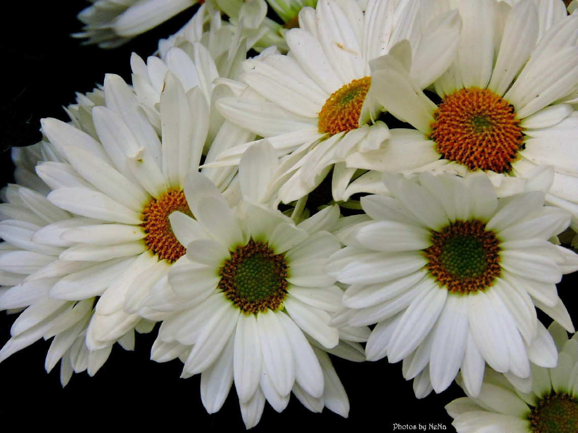Margaridas