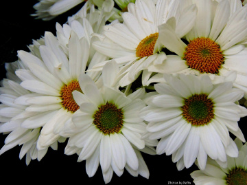 Margaridas