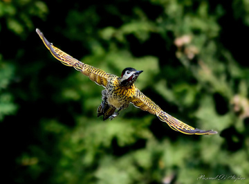  Woody woodpecker royal 
