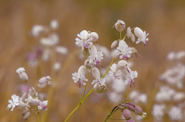 Meadow