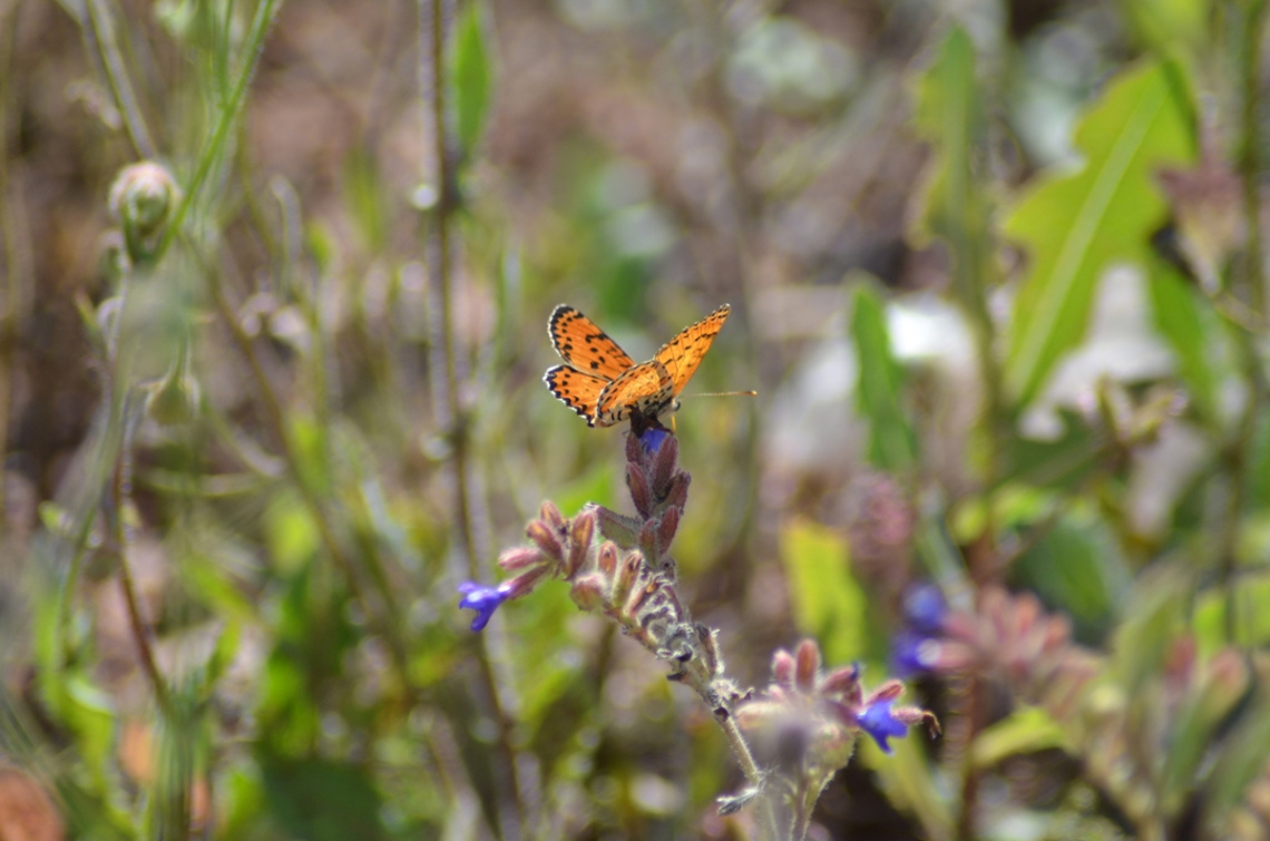 Melitaea didyma Benekli iparhan
