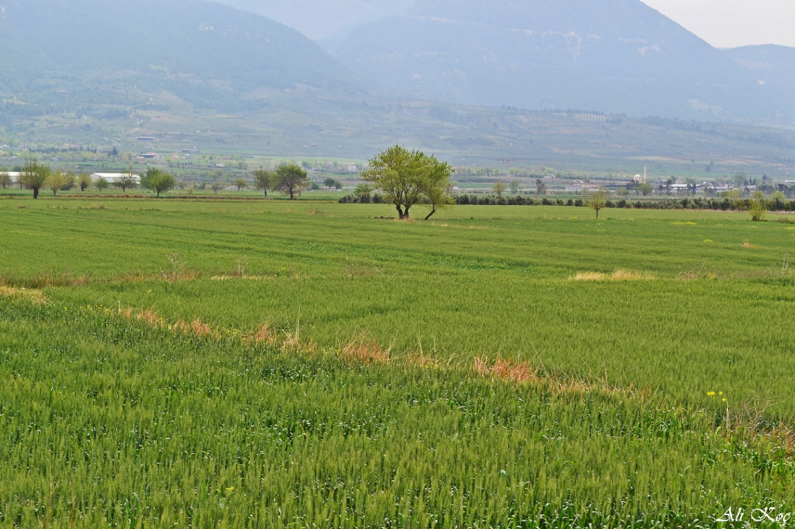 Çukurova-Osmaniye