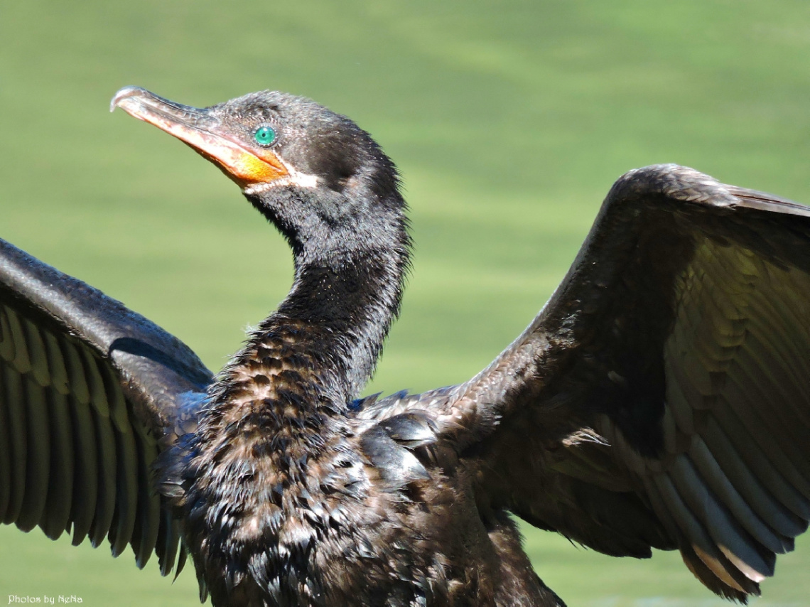 Phalacrocorax brasilianus