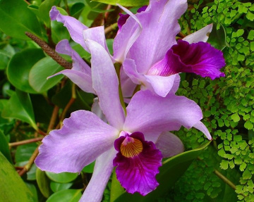 Pink Orchid
