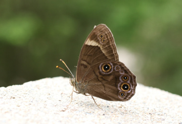 butterfly of snake eyes