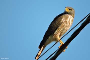 Rupornis magnirostris