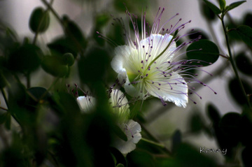 capers flowers 
