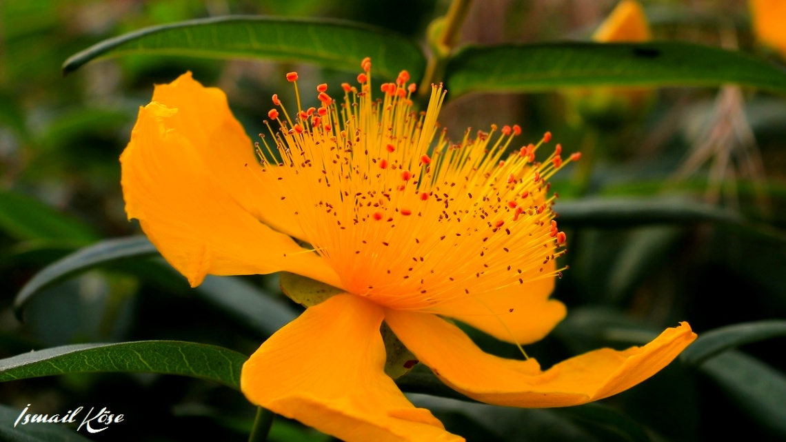 Binbirdelikotu (Hypericum) Çiçeği