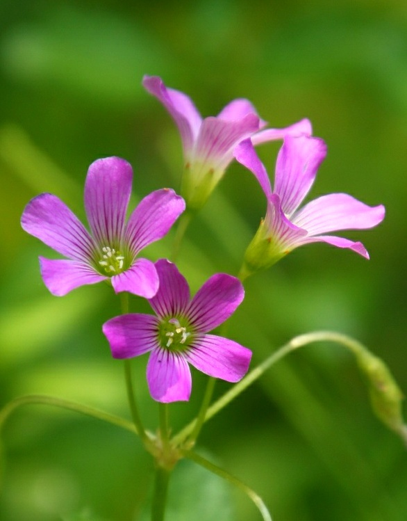 Pink flowers