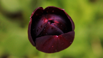 Tulip Focus