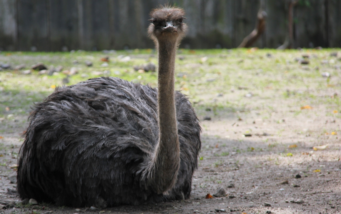 Ostrich Moment 