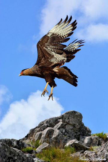 Hunting