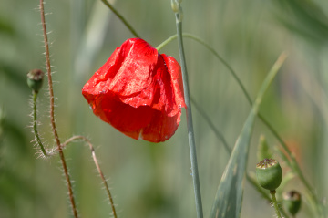 Poppy