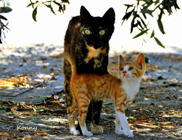 ahhh çocuk ...  Herkesin derdi var.