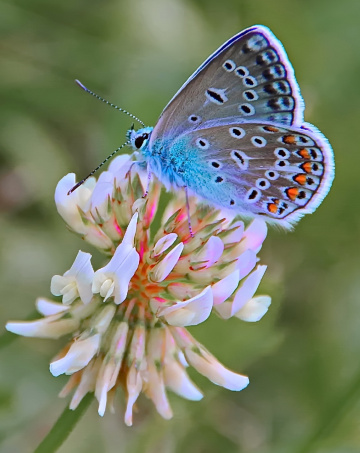 Blue one