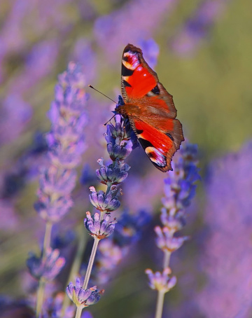On the lavender