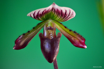 Exotic Orchid II