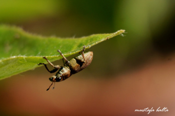 Biraz kan beynime gitsin 