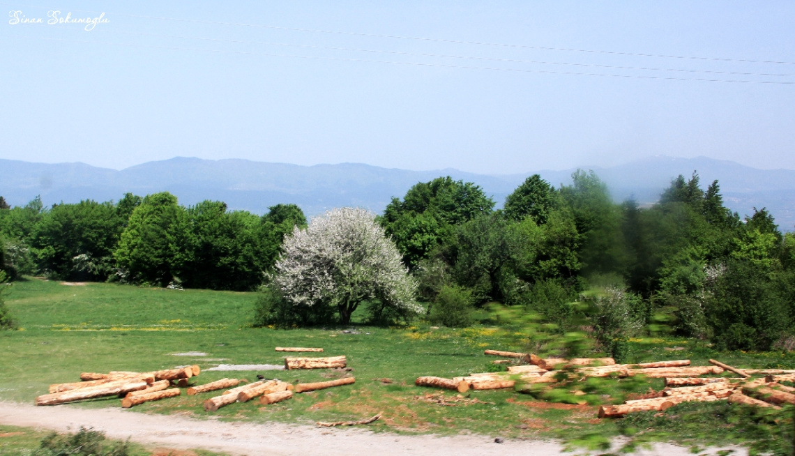 kalas tomruk