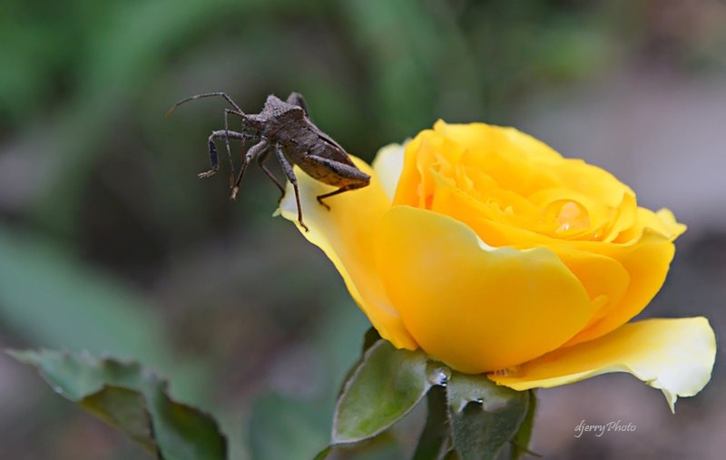 Insect and flower
