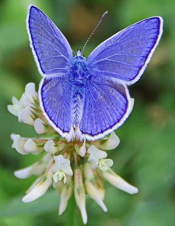 Blue on white