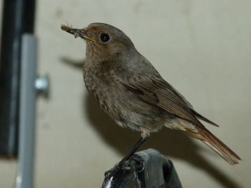Muttervogel