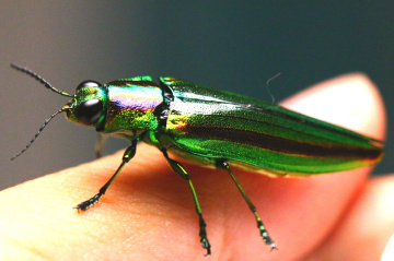 Jewel beetle