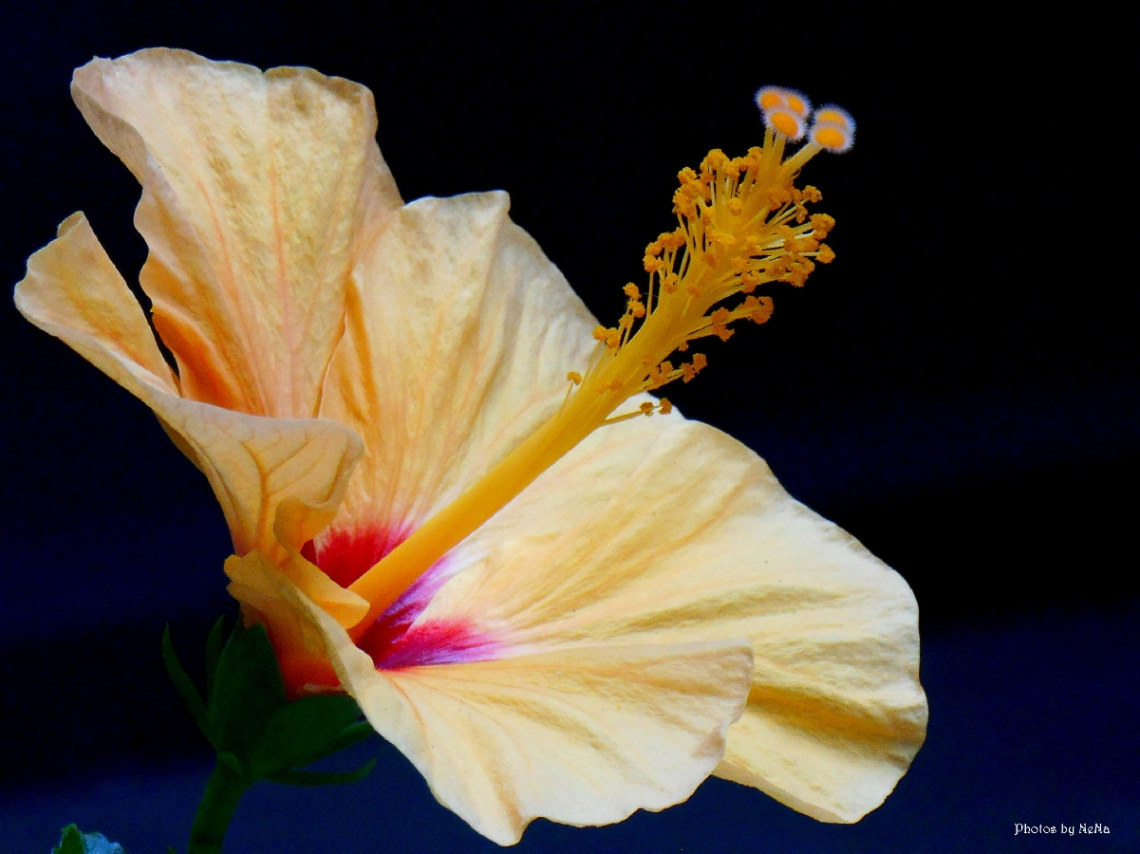 Hibiscus I