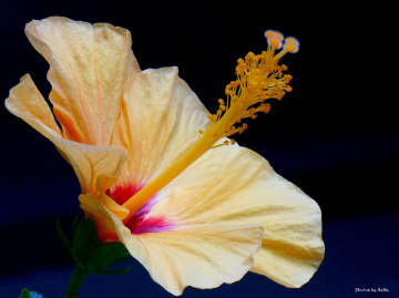 Hibiscus I
